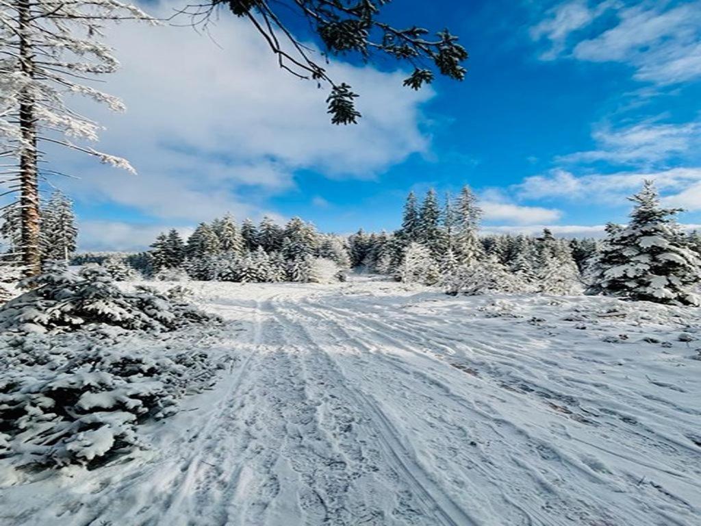Schwarzwald Nescht Triberg Διαμέρισμα Triberg im Schwarzwald Εξωτερικό φωτογραφία